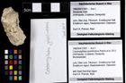 Foto (Objekt + Etiketten) von Cracensigillatus gracilirostrus (Robins et al., 2013) 